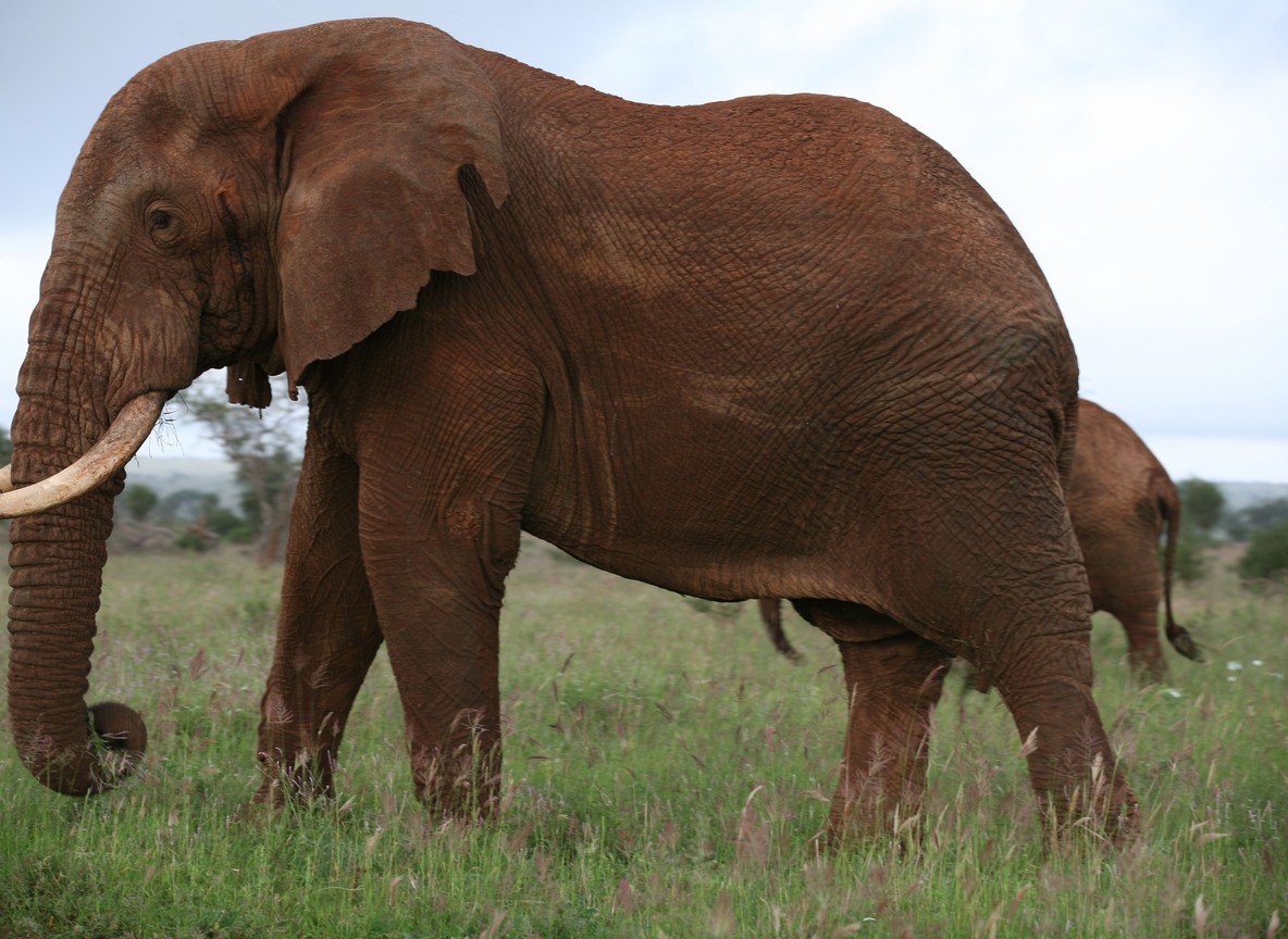 A ranger checking a water trucking point near a Tsavo West waterhole with elephants gathered nearby