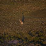 A Nubian giraffe standing in the golden grassland of Murchison Falls National Park with the Nile escarpment in the background