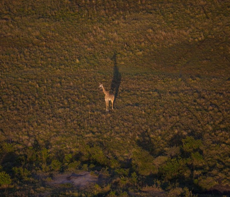A Nubian giraffe standing in the golden grassland of Murchison Falls National Park with the Nile escarpment in the background