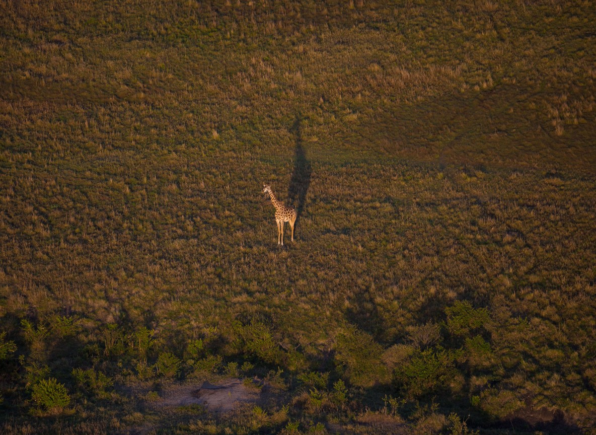 A Nubian giraffe standing in the golden grassland of Murchison Falls National Park with the Nile escarpment in the background
