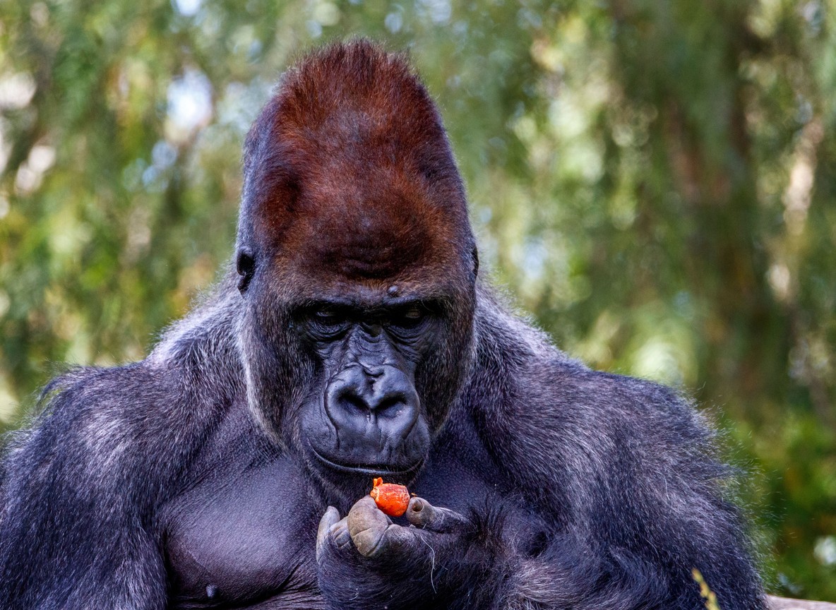 A mountain gorilla family group in the misty forest of Bwindi Impenetrable National Park with a trekking guide nearby