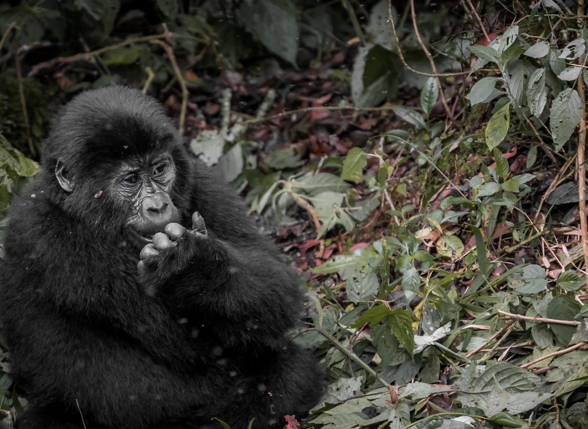 A small group of trekkers and a ranger guide walking on a forest trail in Bwindi Impenetrable National Park