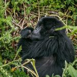 A small group of trekkers in face masks observing a mountain gorilla family at a safe distance in Bwindi Impenetrable National Park