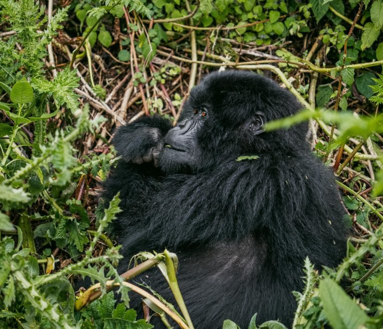 A small group of trekkers in face masks observing a mountain gorilla family at a safe distance in Bwindi Impenetrable National Park