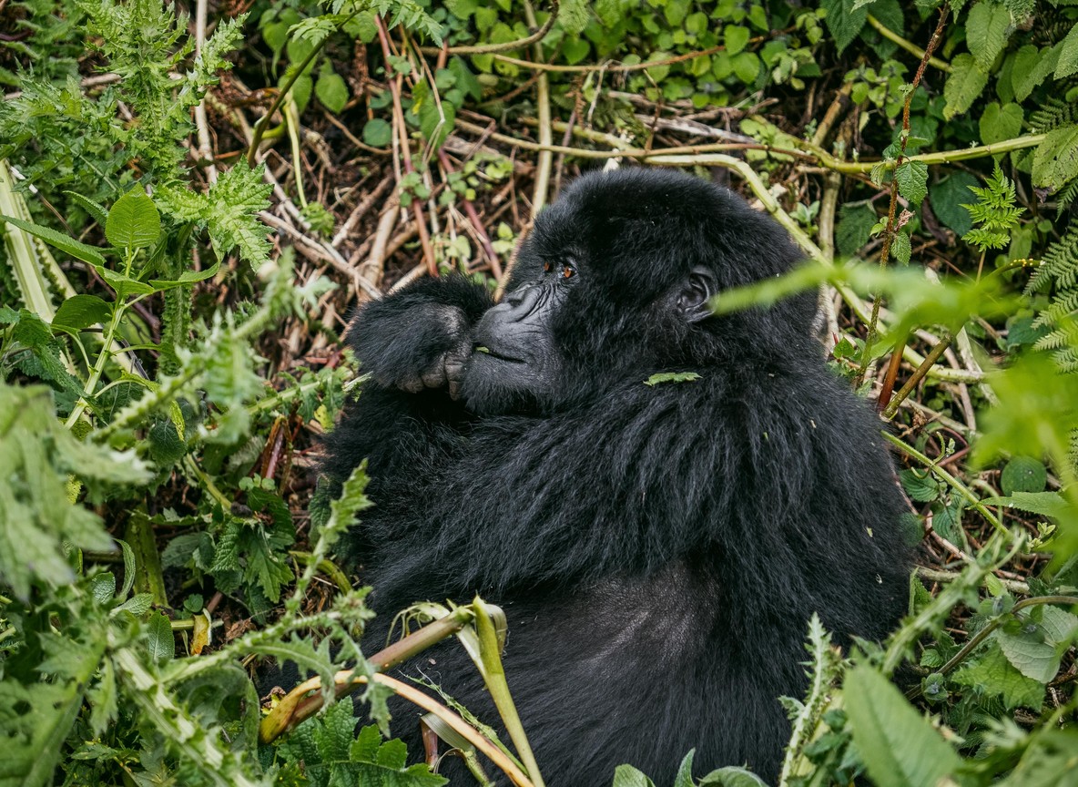 A small group of trekkers in face masks observing a mountain gorilla family at a safe distance in Bwindi Impenetrable National Park