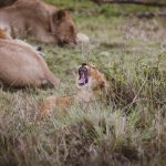 Lions resting on open grassland with the Nairobi city skyline visible in the far background