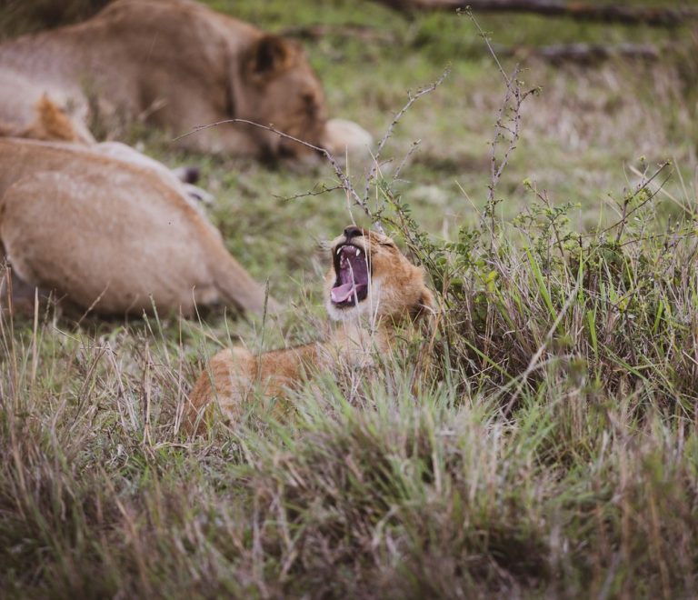 Lions resting on open grassland with the Nairobi city skyline visible in the far background