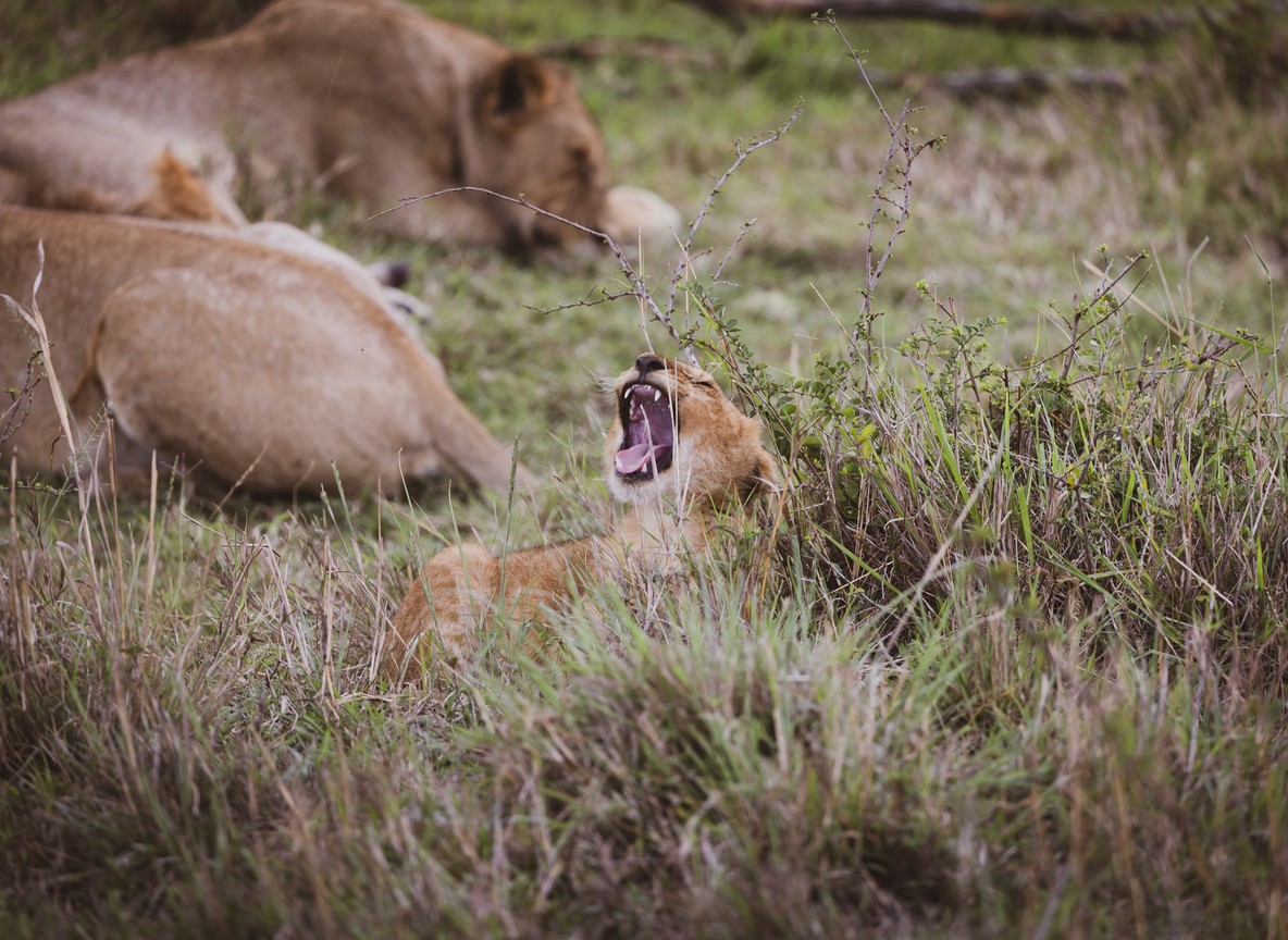 Lions resting on open grassland with the Nairobi city skyline visible in the far background