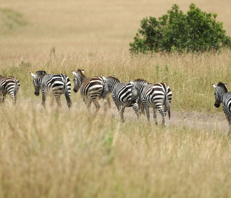 Safari guide and traveler reviewing a conservancy map at a Maasai Mara camp office, morning light