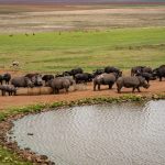 A conservation volunteer and a Kenyan ranger observing a black rhino from a safe distance in Laikipia bush
