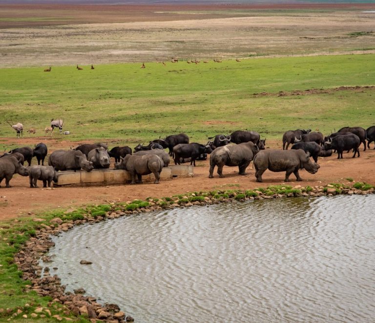 A conservation volunteer and a Kenyan ranger observing a black rhino from a safe distance in Laikipia bush