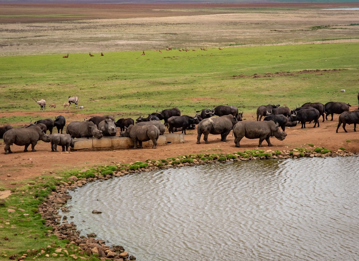 A conservation volunteer and a Kenyan ranger observing a black rhino from a safe distance in Laikipia bush