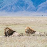 Two male lions resting in golden grass in a Tsavo-style savanna