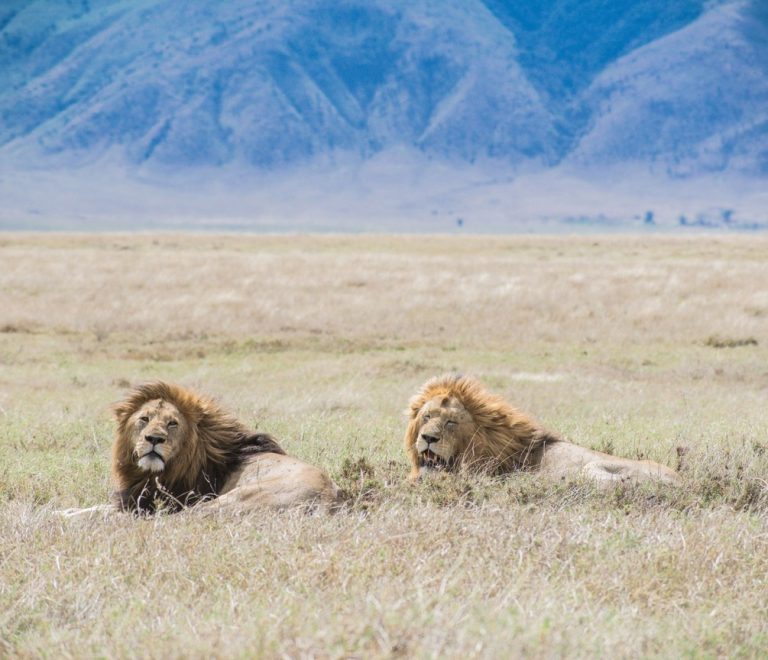 Two male lions resting in golden grass in a Tsavo-style savanna