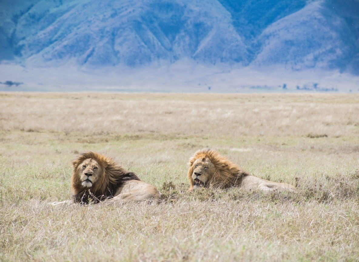 Two male lions resting in golden grass in a Tsavo-style savanna