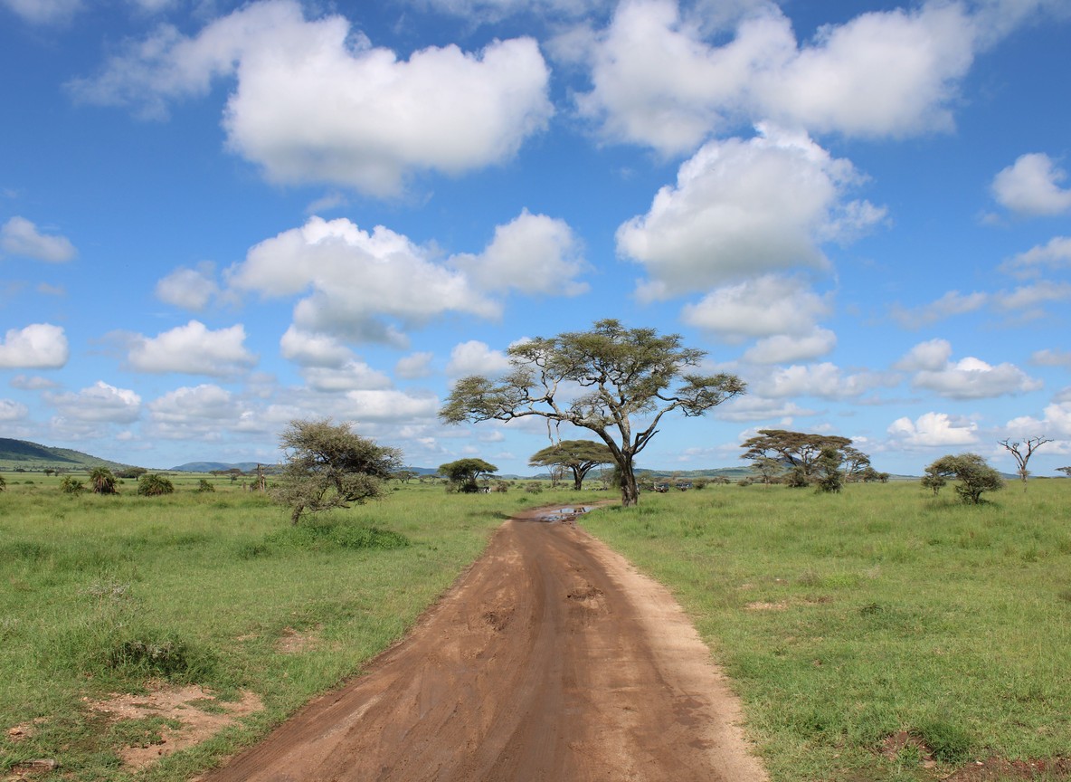 A red-soil safari track lined with acacia trees leading into Tsavo West