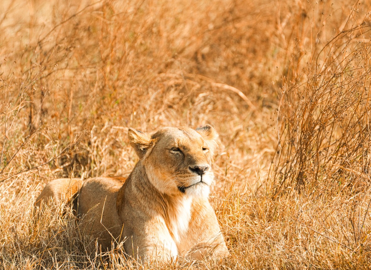 A lioness resting in dry golden savanna grass