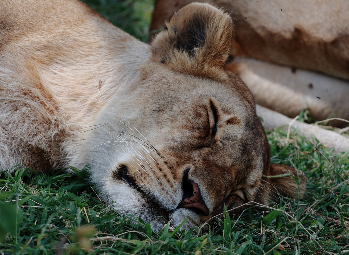 Close-up of a lion resting in the grass in Tsavo West