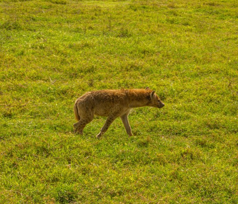 Southern white rhino grazing on open grassland at Ol Pejeta Conservancy with Mount Kenya faintly visible on the horizon