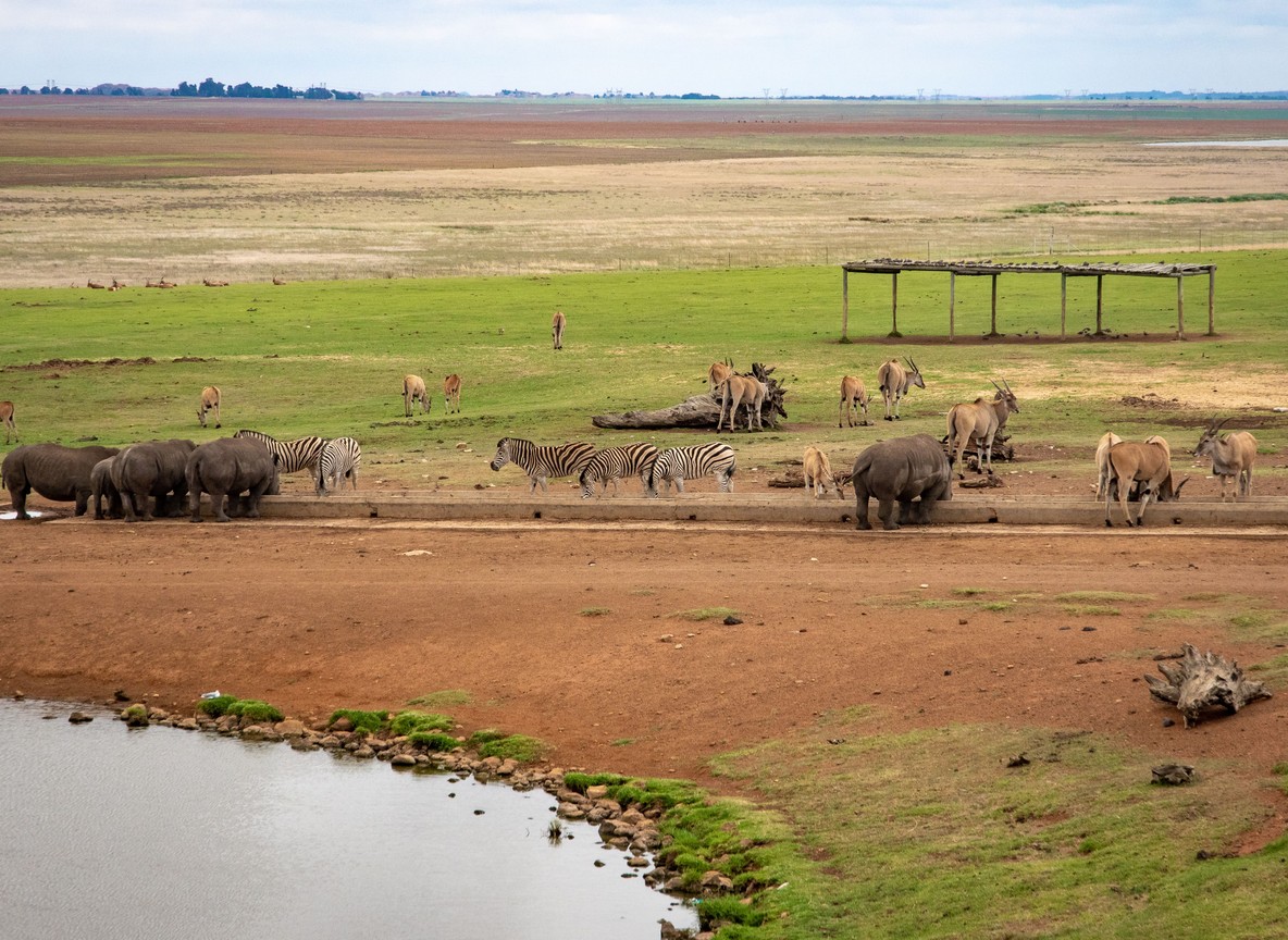A black rhino in acacia scrub at Ol Pejeta Conservancy, Mount Kenya faint on the horizon