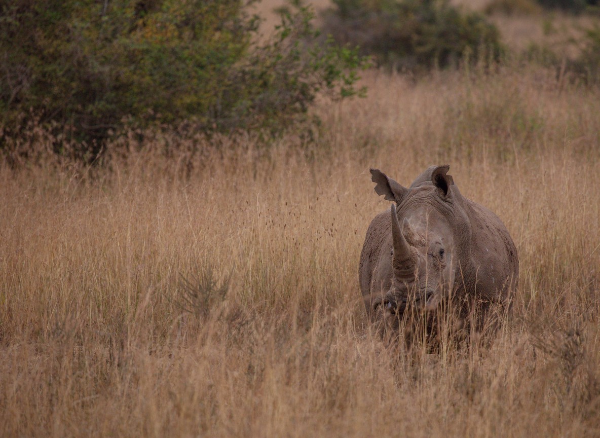 Rangers on patrol protecting rhinos at dawn, Ol Pejeta Conservancy