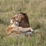 A spa treatment room with canvas walls opening onto the Mara Triangle grassland at golden hour