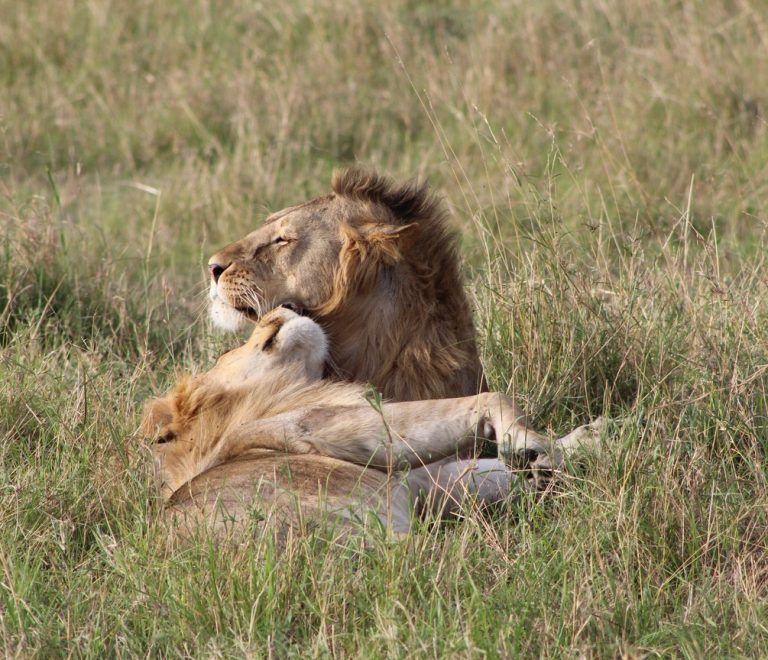 A spa treatment room with canvas walls opening onto the Mara Triangle grassland at golden hour