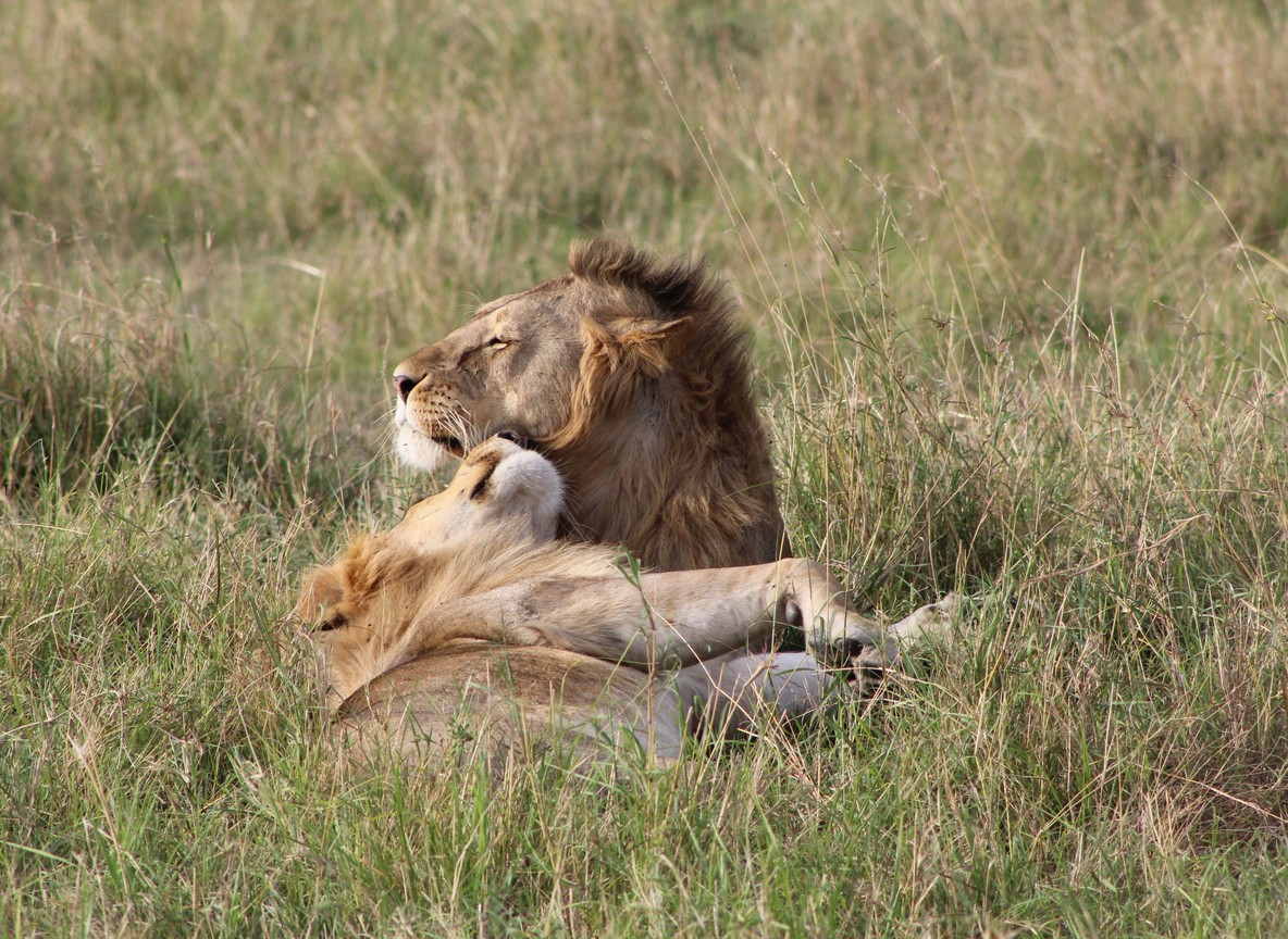 A spa treatment room with canvas walls opening onto the Mara Triangle grassland at golden hour