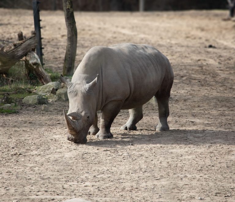 A black rhino grazing at dawn on the plains of Ol Pejeta Conservancy in Laikipia, Kenya