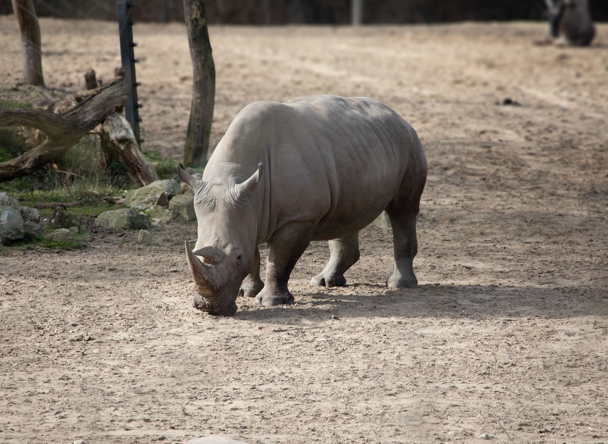 A black rhino grazing at dawn on the plains of Ol Pejeta Conservancy in Laikipia, Kenya