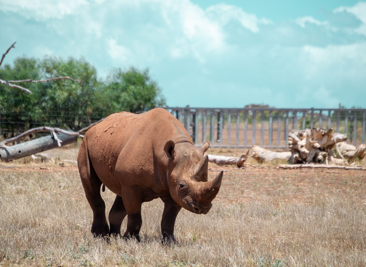 A ranger monitoring a handheld thermal-imaging camera during a night patrol in a Kenyan rhino conservancy