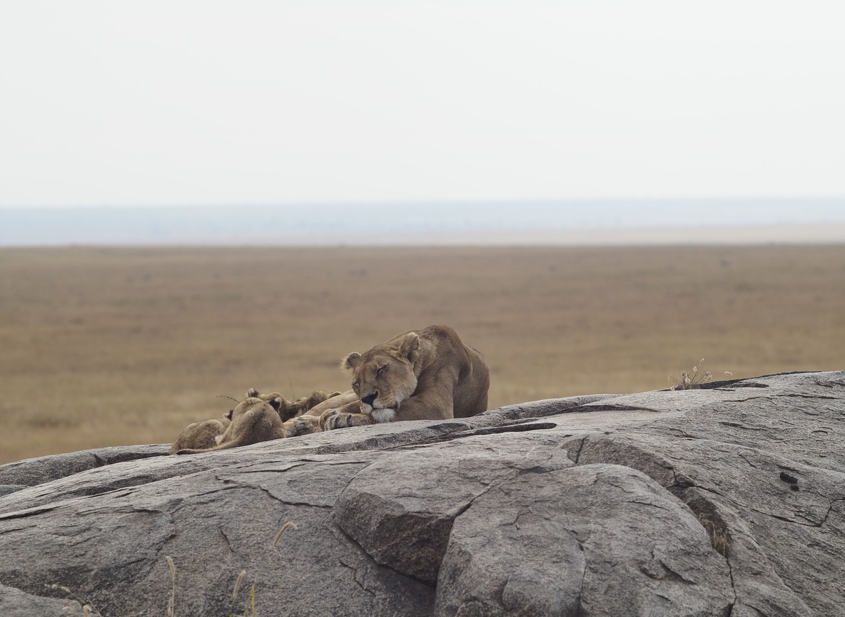 a child looking through binoculars from an open safari vehicle at sunset, a parent beside them, Mara North Conservancy landscape