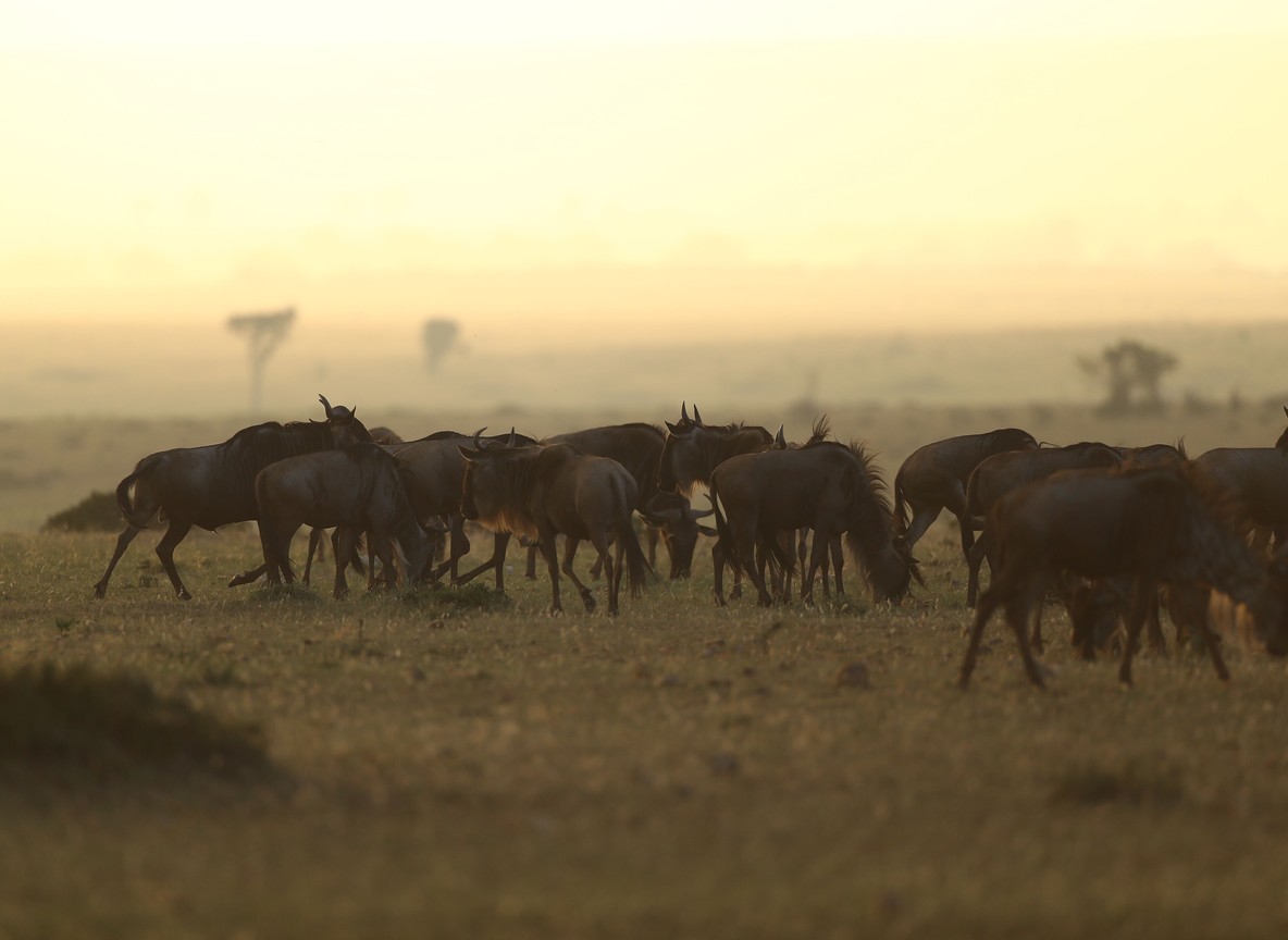 a hot air balloon rising at dawn over the grasslands of the Maasai Mara with a herd of wildebeest below