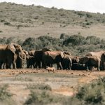 a herd of elephants walking across the open Amboseli swamp plains with Mount Kilimanjaro in the background under a clear sky