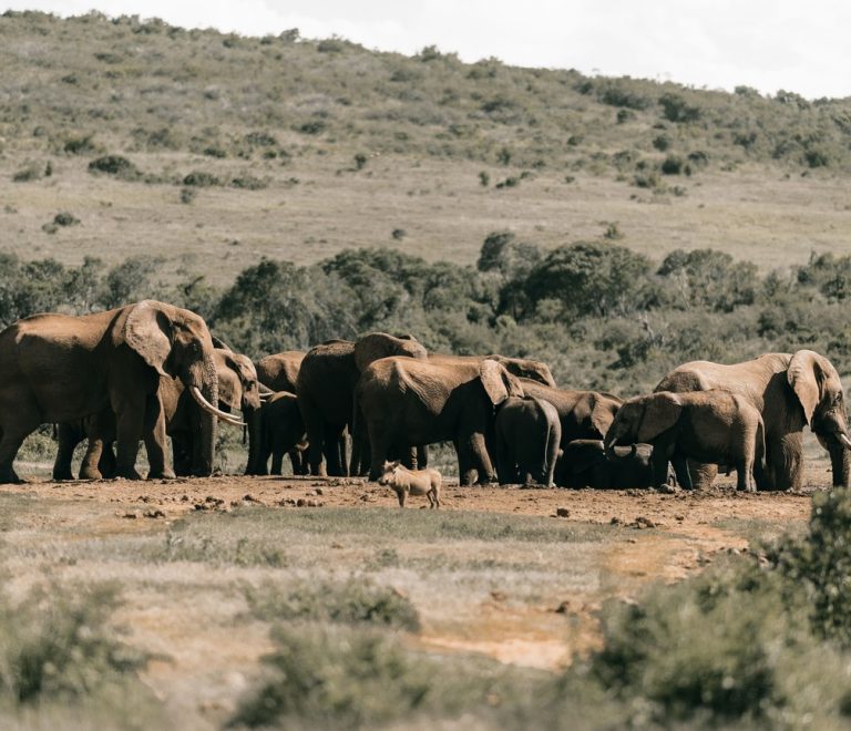 a herd of elephants walking across the open Amboseli swamp plains with Mount Kilimanjaro in the background under a clear sky
