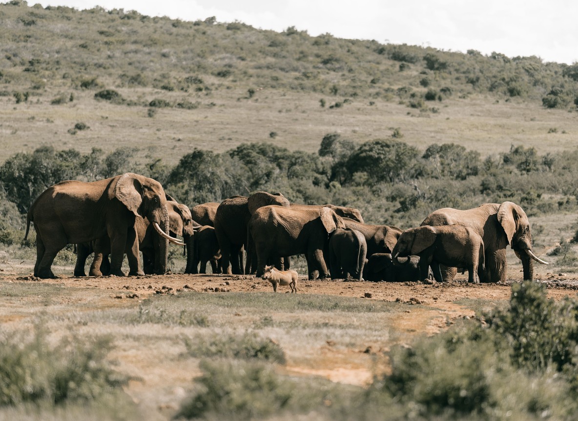 a herd of elephants walking across the open Amboseli swamp plains with Mount Kilimanjaro in the background under a clear sky