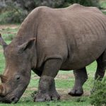 A black rhino and calf drinking at a solar-powered water trough on the Laikipia Plateau at golden hour, Mount Kenya faintly visible on the horizon