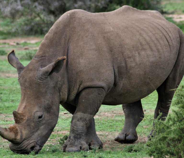 A black rhino and calf drinking at a solar-powered water trough on the Laikipia Plateau at golden hour, Mount Kenya faintly visible on the horizon