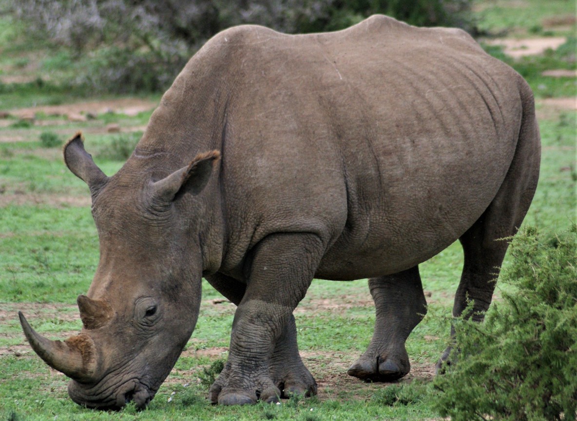 A black rhino and calf drinking at a solar-powered water trough on the Laikipia Plateau at golden hour, Mount Kenya faintly visible on the horizon