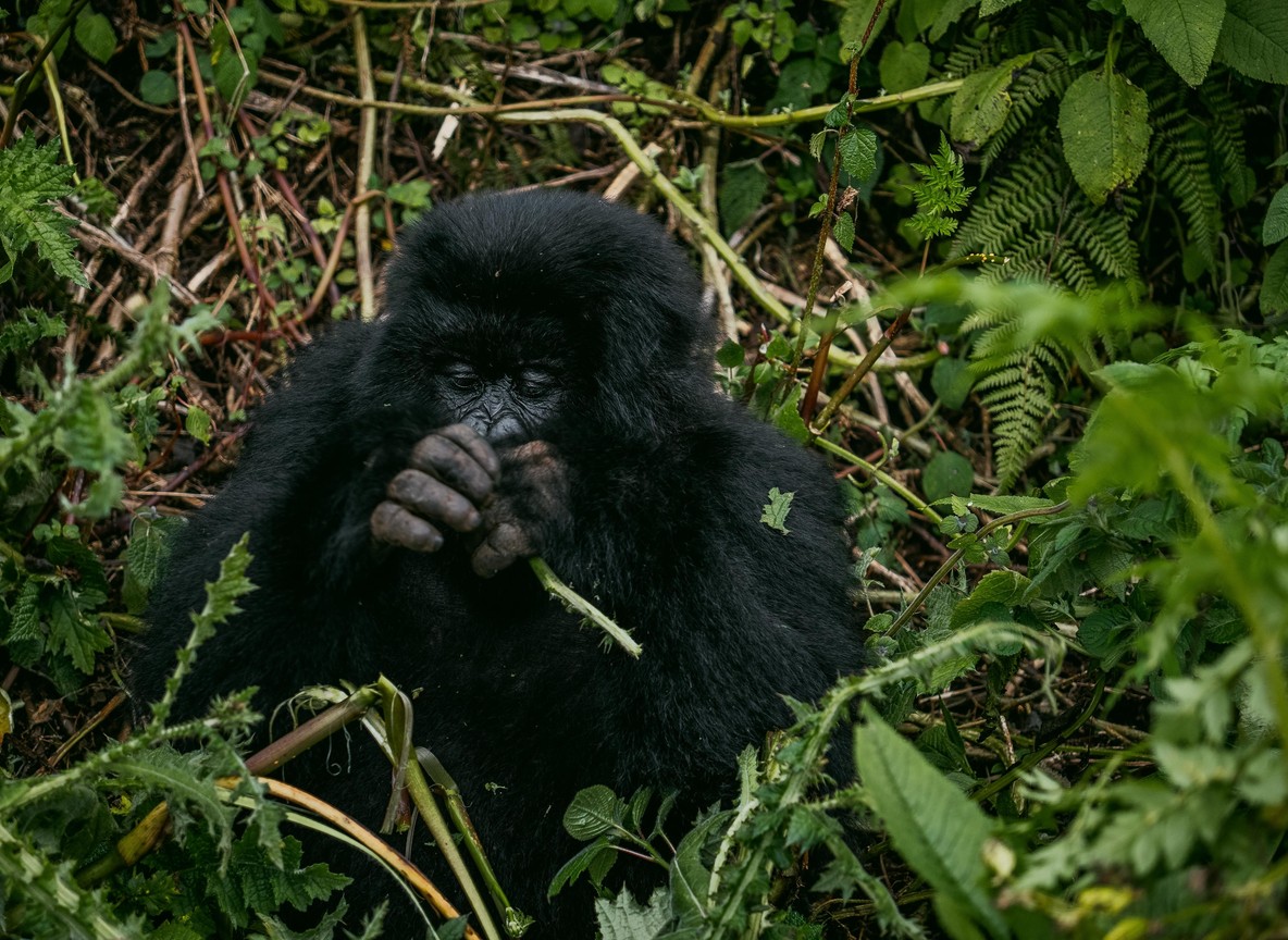 A mountain gorilla family with a silverback and juveniles resting in dense bamboo forest in Bwindi Impenetrable National Park