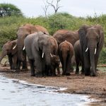A family group checking into a luxury tented safari camp reception during the festive season in Kenya