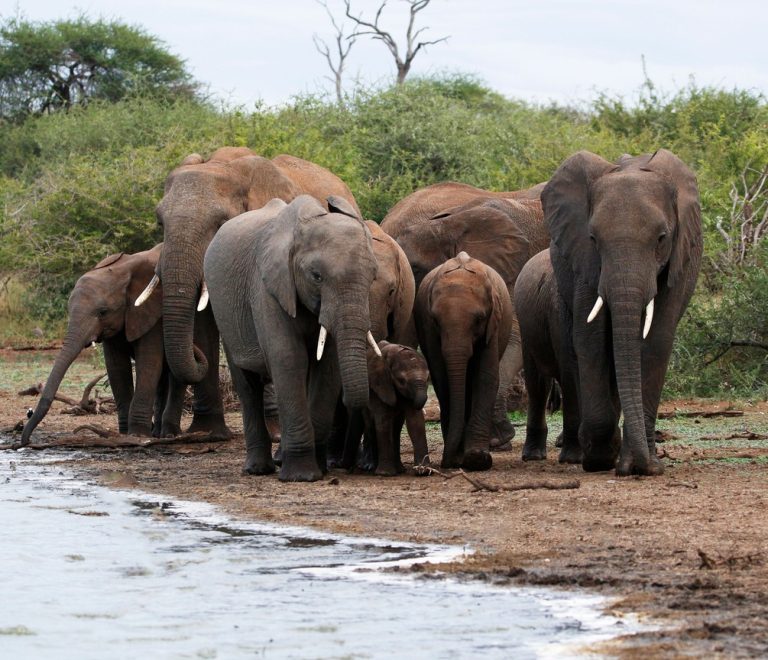 A family group checking into a luxury tented safari camp reception during the festive season in Kenya