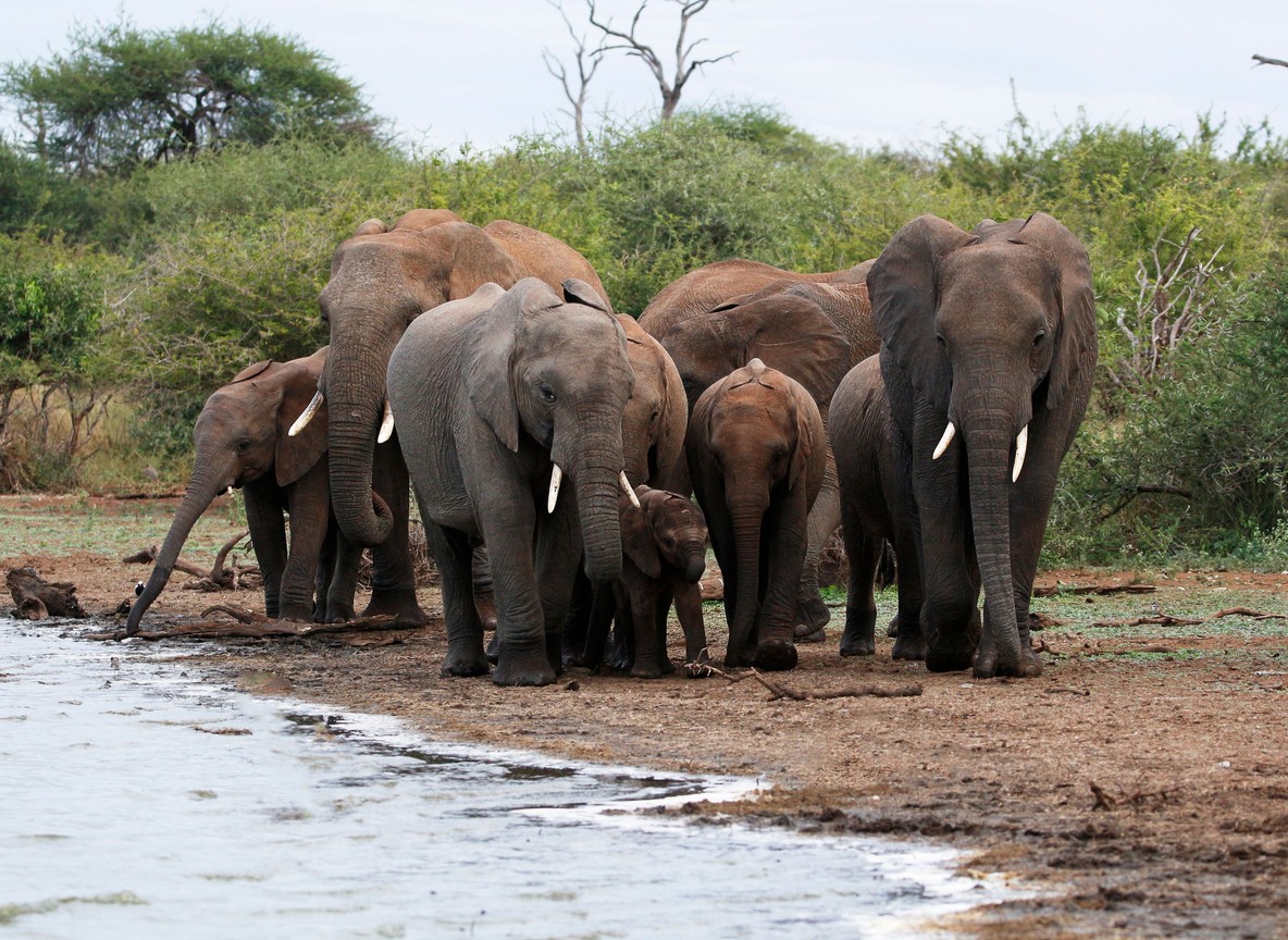 A family group checking into a luxury tented safari camp reception during the festive season in Kenya