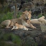 Small group of well-dressed travelers celebrating with drinks on a safari vehicle at golden hour in the Masai Mara