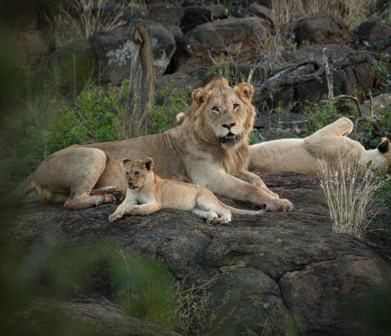 Small group of well-dressed travelers celebrating with drinks on a safari vehicle at golden hour in the Masai Mara