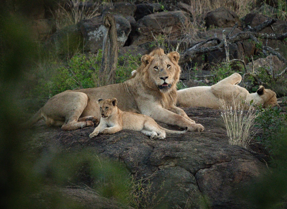 Small group of well-dressed travelers celebrating with drinks on a safari vehicle at golden hour in the Masai Mara