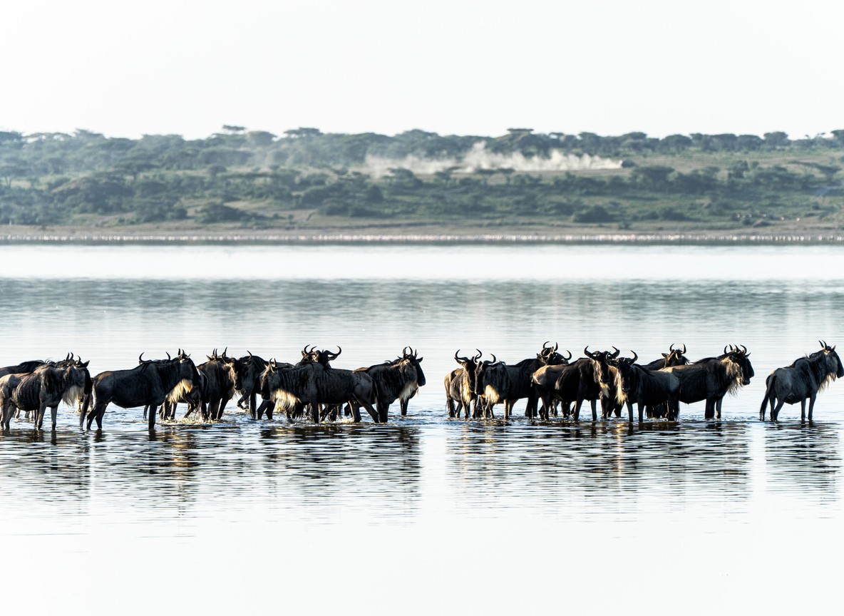 A safari vehicle driving past Maasai herders and cattle on the road toward the Masai Mara reserve, wide savanna landscape