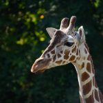Visitors feeding a Rothschild giraffe from a raised wooden platform at the Giraffe Centre in Langata, Nairobi, soft morning light