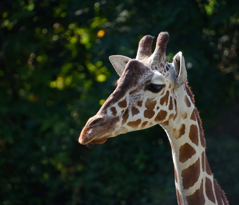 Visitors feeding a Rothschild giraffe from a raised wooden platform at the Giraffe Centre in Langata, Nairobi, soft morning light