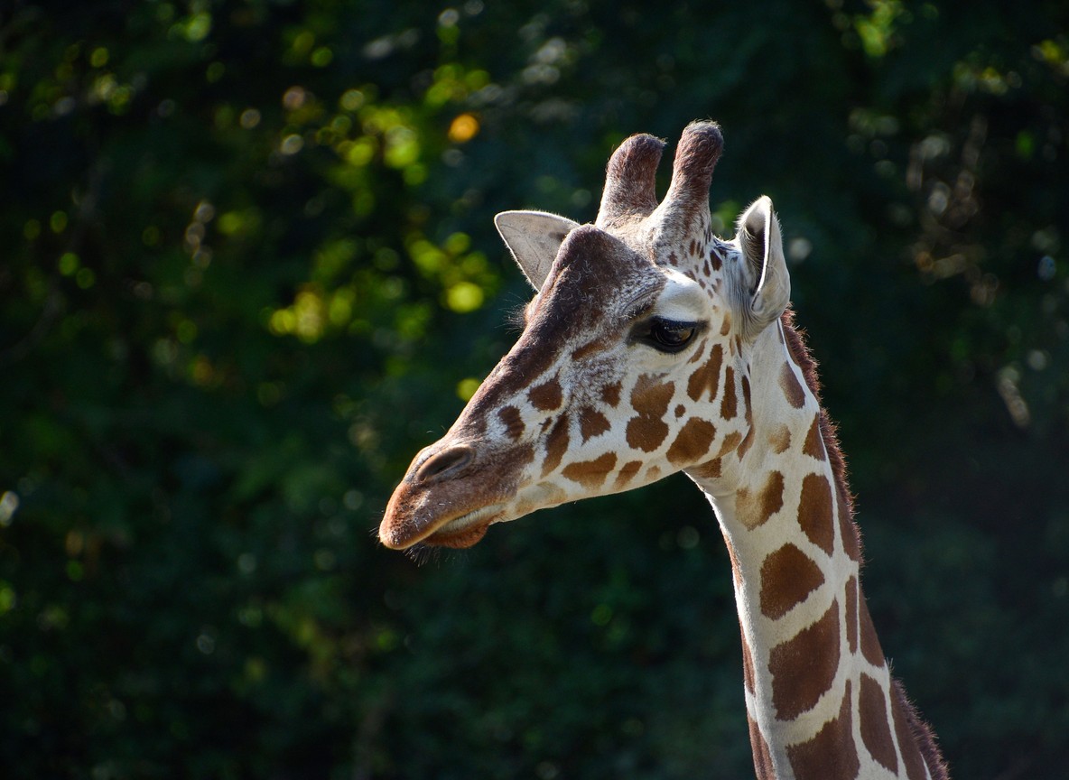 Visitors feeding a Rothschild giraffe from a raised wooden platform at the Giraffe Centre in Langata, Nairobi, soft morning light